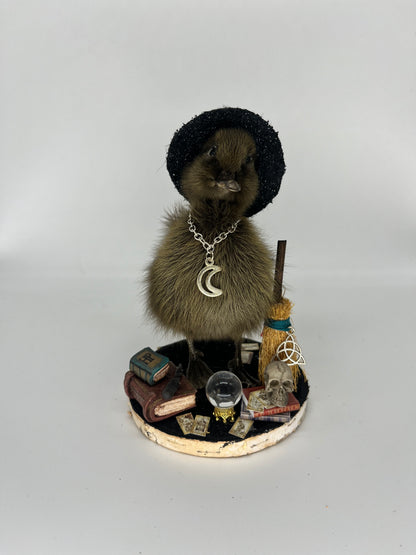 Taxidermy Winifred witch duckling