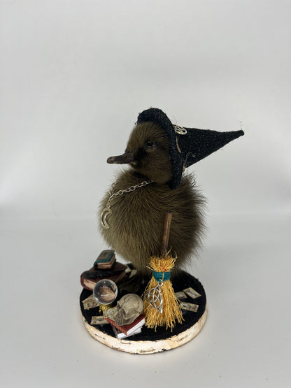 Taxidermy Winifred witch duckling