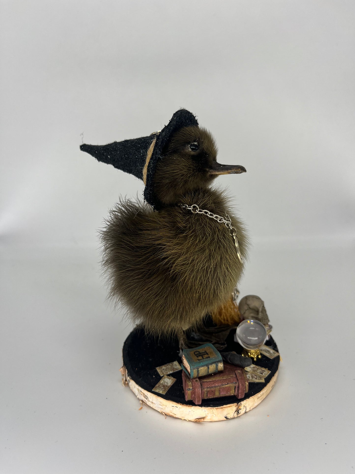 Taxidermy Winifred witch duckling