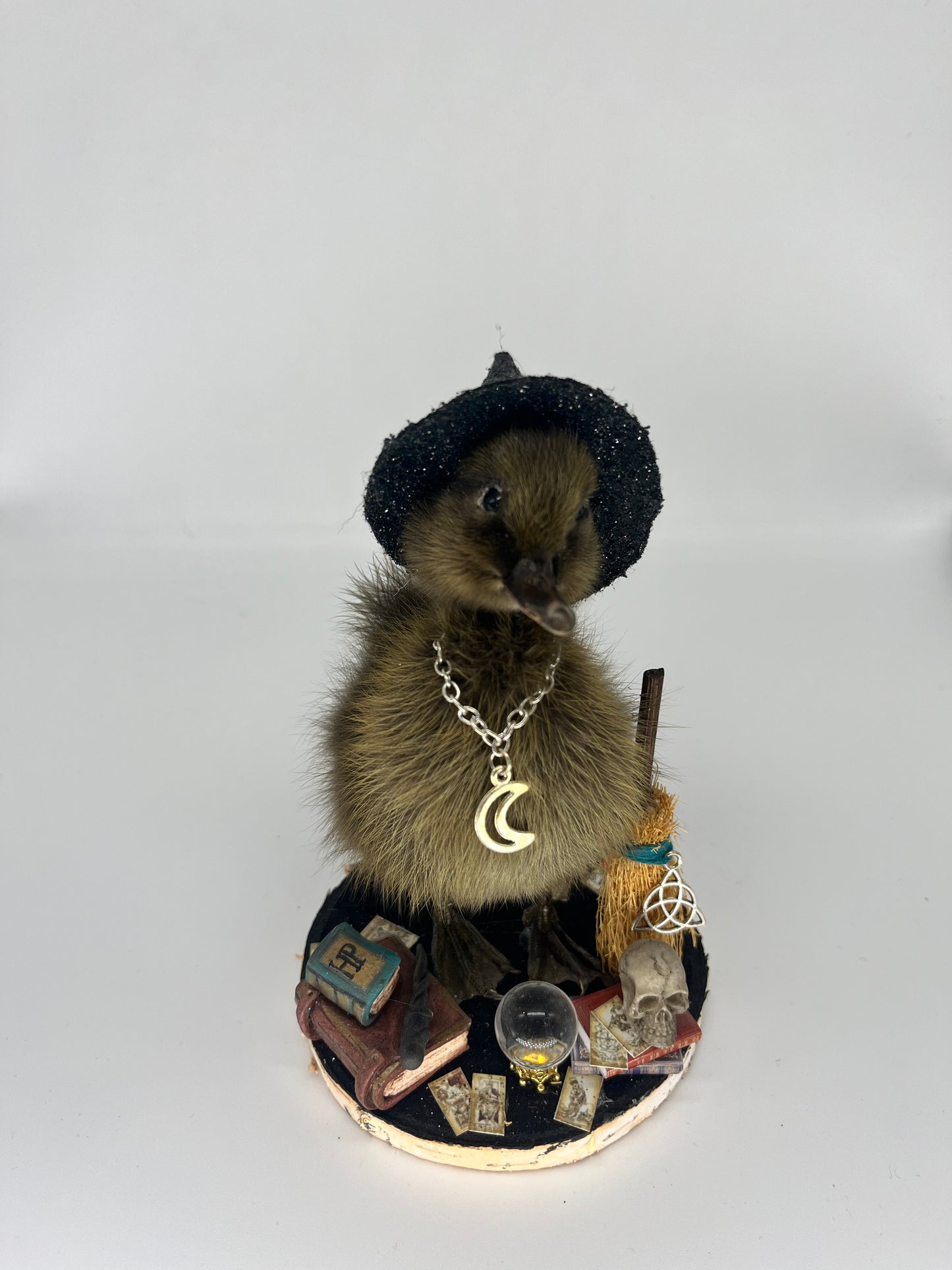 Taxidermy Winifred witch duckling